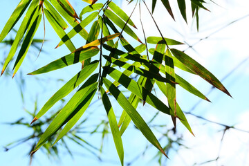 Fototapeta premium bamboo leaves against the sky