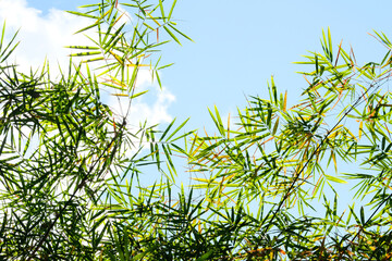 Obraz premium bamboo leaves against the sky