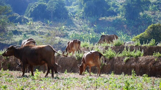 herd of buffalo eating grass, Herd of buffalo grazing in lush green meadow, herd of buffalo eating grass