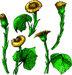 coltsfoot set hand drawn. flower eye, plant honey, natural summer coltsfoot vector sketch. isolated color illustration - obrazy, fototapety, plakaty