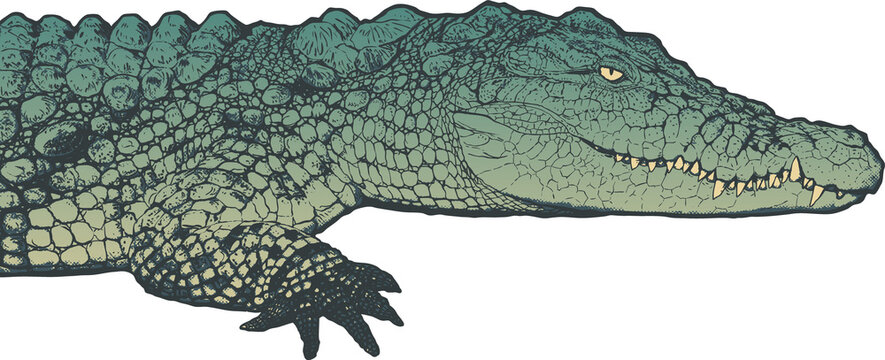 Hand drawn detailed crocodile in profile. Engraving style.  png