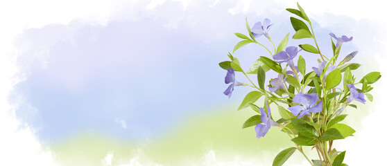 Bouquet of blue periwinkles isolated on pastel watercolor background. Periwinkle spring flowers. Horizontal banner with copy space. Place for a text