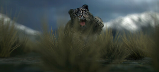 Attacking snow leopard on grass plain in valley under a cloudy sky.