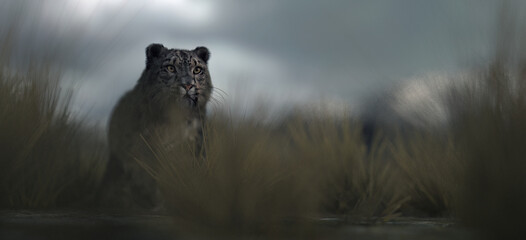 Snow leopard on grass plain in valley under a cloudy sky.
