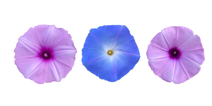 Mexican Morning Glory flower with purple and blue  color