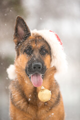 Christmas sheepdogs in the snow with Santa's cap