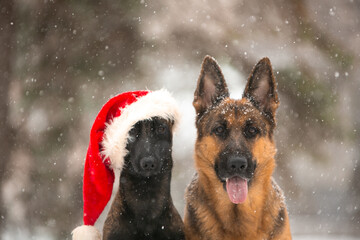 Christmas sheepdogs in the snow with Santa's cap
