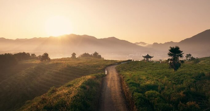 view of green tea plantation on hill at sunrise