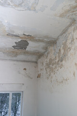 Mold on the walls and ceiling in the room. Peeling plaster and whitewash. Dampness in an old house