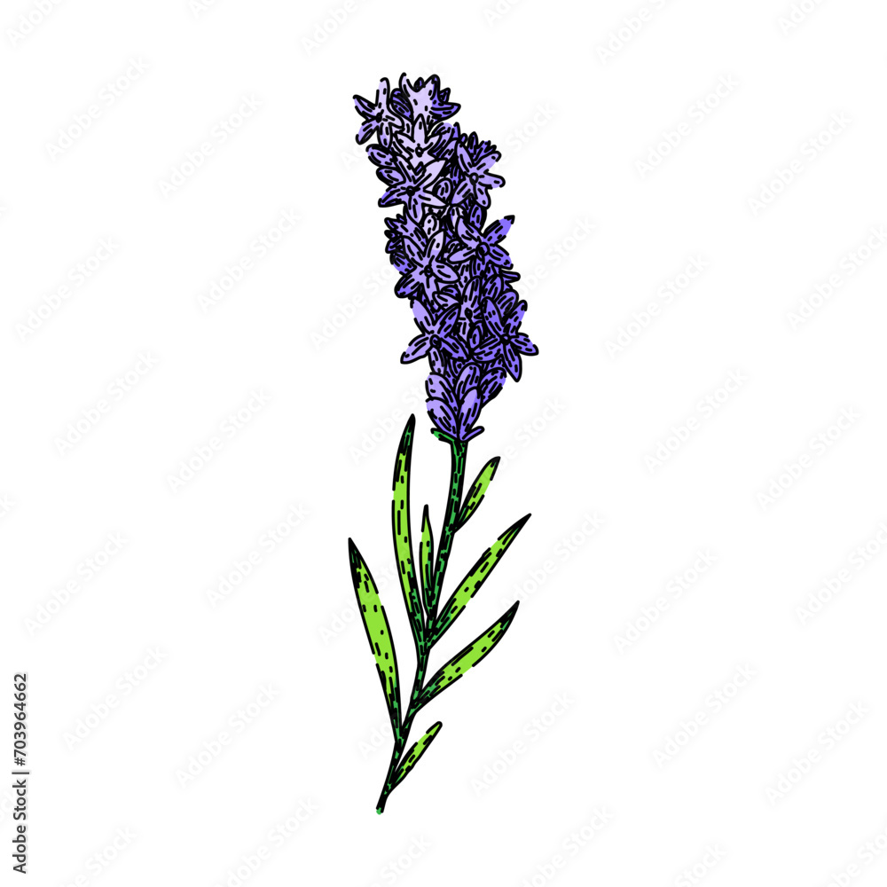 Poster lavender lavender hand drawn. plant vector, provence vintage, herb floral lavender lavender vector sketch. isolated color illustration