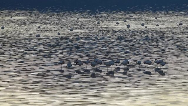 Greater flamingo in a lake
