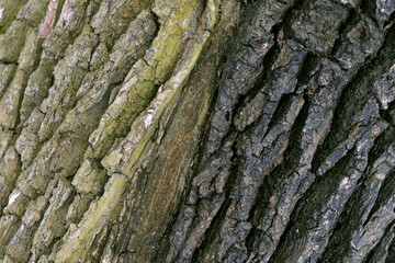 Oak bark in winter. Oak bark close-up. Trees of temperate continental climate. 