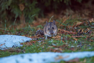 a wood mouse is searching for food at a winter morning