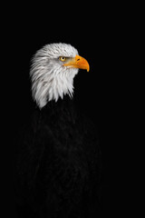 A Side-Portrait of a Bald Eagle ( Haliaeetus leucocephalus )