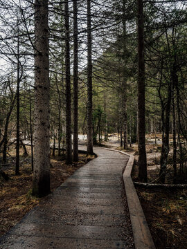 a wooden pathway in the woods leading through the park stock photos