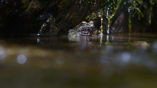 Greek stream frog in water