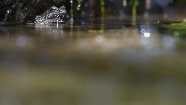 Greek stream frog in water