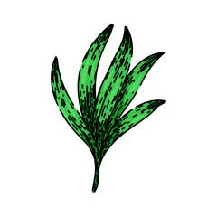 food tarragon hand drawn. plant leaf, grass leaves, dried view food tarragon vector sketch. isolated color illustration