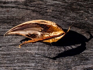 A seedpod with seeds of the Common Milkweed (Asclepias sp.) on a piece of old timber with shadow 