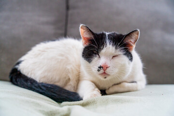 Cat in portrait close up indoor bokeh view