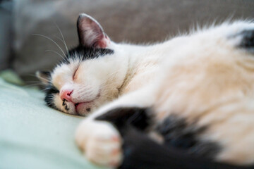 Cat in portrait close up indoor bokeh view