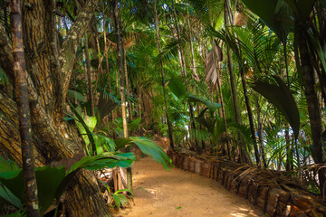 The Vallee De Mai palm forest. May Valley, island of Praslin, Seychelles - obrazy, fototapety, plakaty