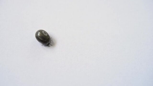 Tick (Ixodida)