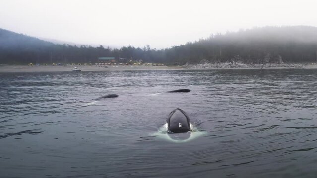 Bowhead whale family swimming together in calm blue ocean water, Aerial view of a pod of bowhead whale spouting. Whale watching of migrate Baleen whales in Shantar islands near forest. 6K downscale