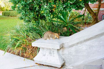 A cute orange cat in the University of Tampa, located at Tampa Downtown	