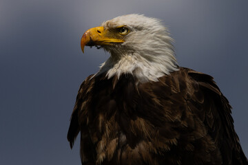 Close-up of a bald eagle, seen in the wild in  Montana