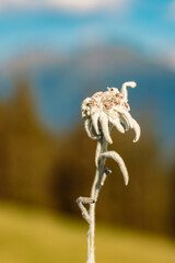 Leontopodium alpinum, Edelweiss, at the famous Maria Waldrast monastery, Matrei am Brenner,...