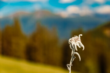 Leontopodium alpinum, Edelweiss, at the famous Maria Waldrast monastery, Matrei am Brenner,...
