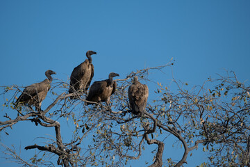 vultures waiting on the branches