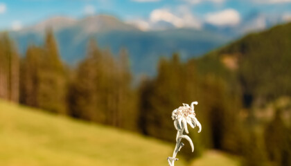 Leontopodium alpinum, Edelweiss, at the famous Maria Waldrast monastery, Matrei am Brenner,...