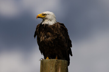 Obraz premium bald eagle perched in beautiful light, seen in the wild in Montana