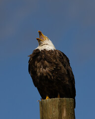 Close-up of a bald eagle perched and opening his beak, seen in the wild in  Montana