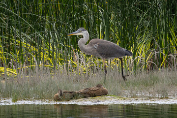 Close-up of an immature great blue heron, seen in the wild in a Montana marsh