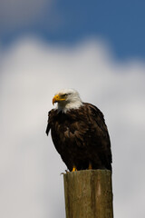 bald eagle perched in beautiful light, seen in the wild in  Montana