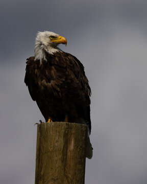 bald eagle perched in beautiful light, seen in the wild in  Montana
