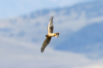 Close view of a male  (Northern harrier)  flying, seen in the wild in Montana