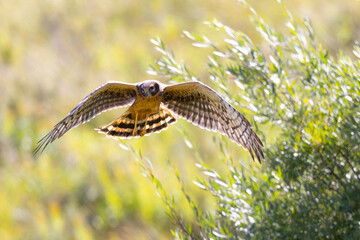 Close view of a male  (Northern harrier)  flying, seen in the wild in Montana