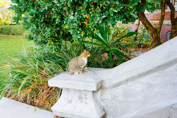 A cute orange cat in the University of Tampa, located at Tampa Downtown	