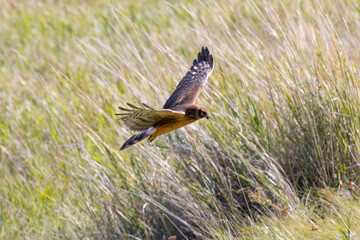 Close view of a male  (Northern harrier)  flying, seen in the wild in Montana