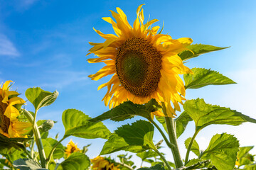 Sunflower flower in the field against the blue sky on a sunny summer day