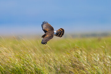 Close view of a male  (Northern harrier)  flying, seen in the wild in Montana