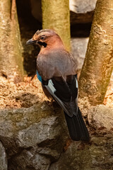 Garrulus glandarius, eurasian jay, standing on a rock on a sunny summer day