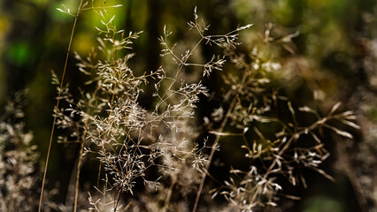 Forest plants in macro photography with bokeh effect.