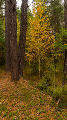 Fototapeta premium Autumn colors in the forest.