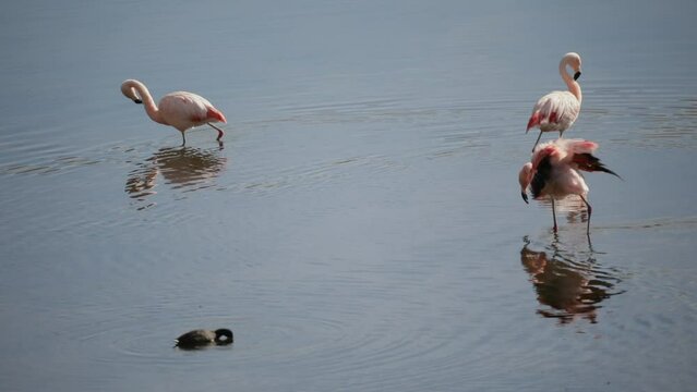 Birds in natural environment. Closeup view of Andean pink flamingos, Phoenicoparrus andinus, in the lake. Beautiful reflection in the water surface. 