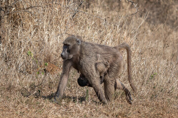 Female African Baboon monkey carrying a baby, Hluhluwe–iMfolozi Park, South Africa